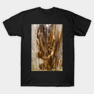 Wood texture of rotten tree trunk, close-up, texture, background T-Shirt